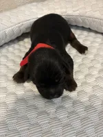 Charlie, a male Yorkipoo for sale in Bruce, SD – 4 of 6