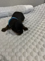 Jace, a male Yorkshire Terrier for sale in Bruce, SD – 5 of 10