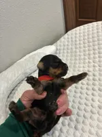 Max, a male Yorkshire Terrier for sale in Bruce, SD – 3 of 10