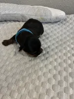 Jace, a male Yorkshire Terrier for sale in Bruce, SD – 6 of 10