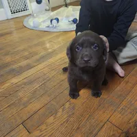 Oreo , a female Labrador Retriever for sale in Battle Creek, MI – Photo 3 of 3