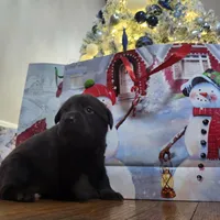 Oreo , a female Labrador Retriever for sale in Battle Creek, MI – Photo 1 of 3