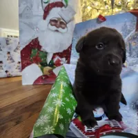 Oreo , a female Labrador Retriever for sale in Battle Creek, MI – Photo 2 of 3