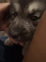 Black Puppy, a male German Shepherd Dog and American Mastiff for sale in San Antonio, TX – Photo 1 of 3