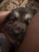 Black Puppy, a male German Shepherd Dog and American Mastiff for sale in San Antonio, TX – Photo 2 of 3