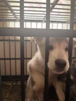 White Puppy, a female German Shepherd Dog and American Mastiff for sale in San Antonio, TX – Photo 2 of 2