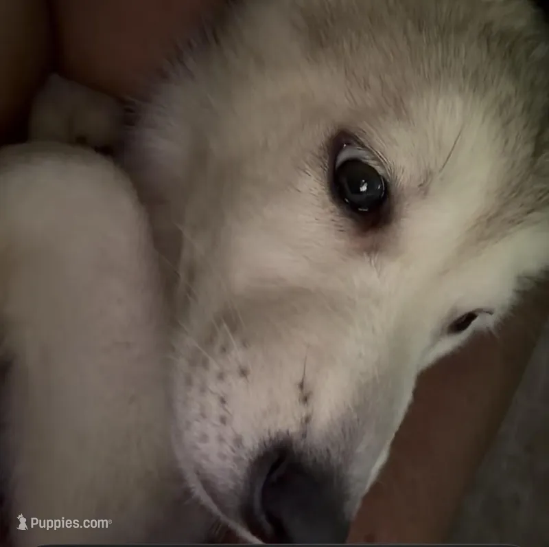 White Puppy – German Shepherd Dog, American Mastiff puppy for sale in San Antonio, TX