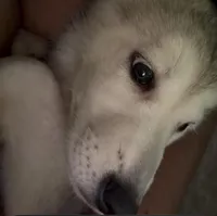 White Puppy, a female German Shepherd Dog and American Mastiff for sale in San Antonio, TX – Photo 1 of 2