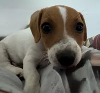 Lil’ Bitty, a female Jack Russell Terrier for sale in Kingsbury, TX – 3 of 9