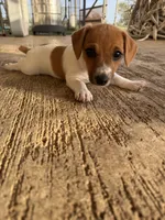 Lil’ Bit, a female Jack Russell Terrier for sale in Kingsbury, TX – 7 of 9