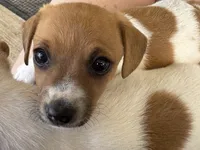 Tiny, a female Jack Russell Terrier for sale in Kingsbury, TX – 7 of 9