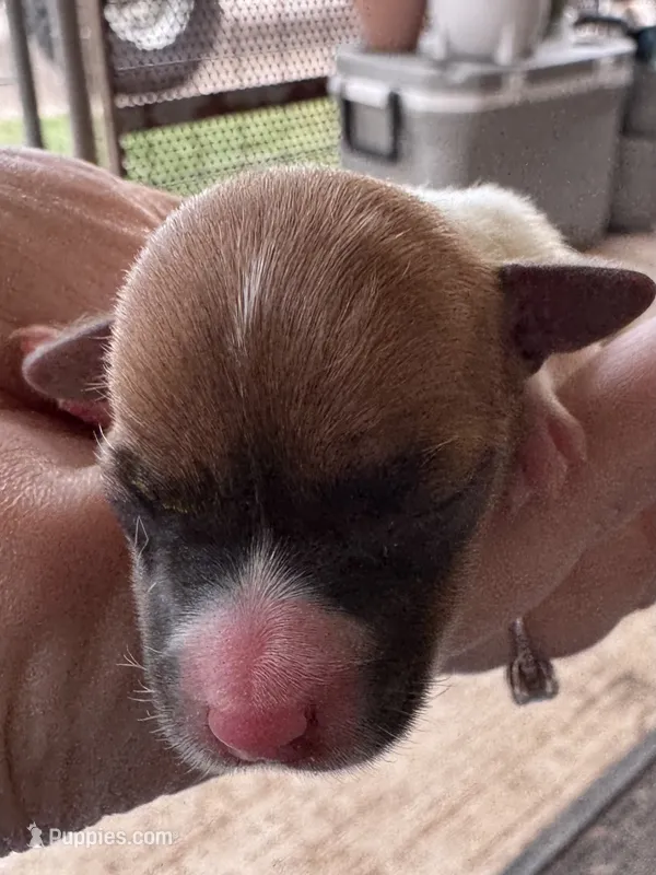 Tiny – Jack Russell Terrier puppy for sale in Kingsbury, TX