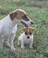 Lil’ Bitty, a female Jack Russell Terrier for sale in Kingsbury, TX – 9 of 9