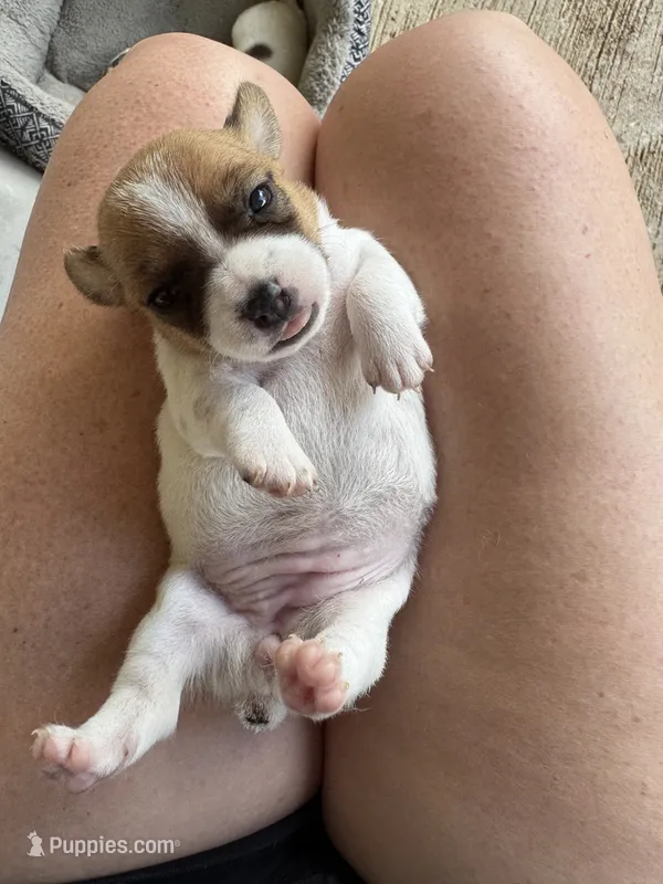 2Dot – Jack Russell Terrier puppy for sale in Kingsbury, TX