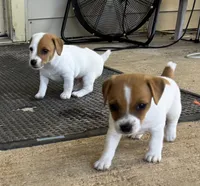 2Dot, a female Jack Russell Terrier for sale in Kingsbury, TX – 4 of 10