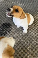 Tiny, a female Jack Russell Terrier for sale in Kingsbury, TX – 6 of 9