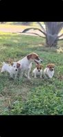 2Dot, a female Jack Russell Terrier for sale in Kingsbury, TX – 3 of 10