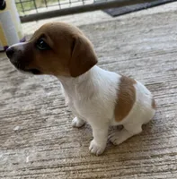 Lil’ Bit, a female Jack Russell Terrier for sale in Kingsbury, TX – 3 of 9