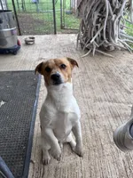 Tiny, a female Jack Russell Terrier for sale in Kingsbury, TX – 9 of 9