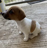 Tiny, a female Jack Russell Terrier for sale in Kingsbury, TX – 4 of 9