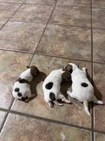 2Dot, a female Jack Russell Terrier for sale in Kingsbury, TX – 9 of 10