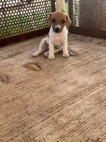 Tiny, a female Jack Russell Terrier for sale in Kingsbury, TX – 5 of 9