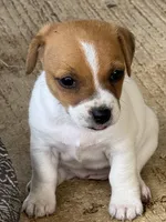 Lil’ Bitty, a female Jack Russell Terrier for sale in Kingsbury, TX – 7 of 9
