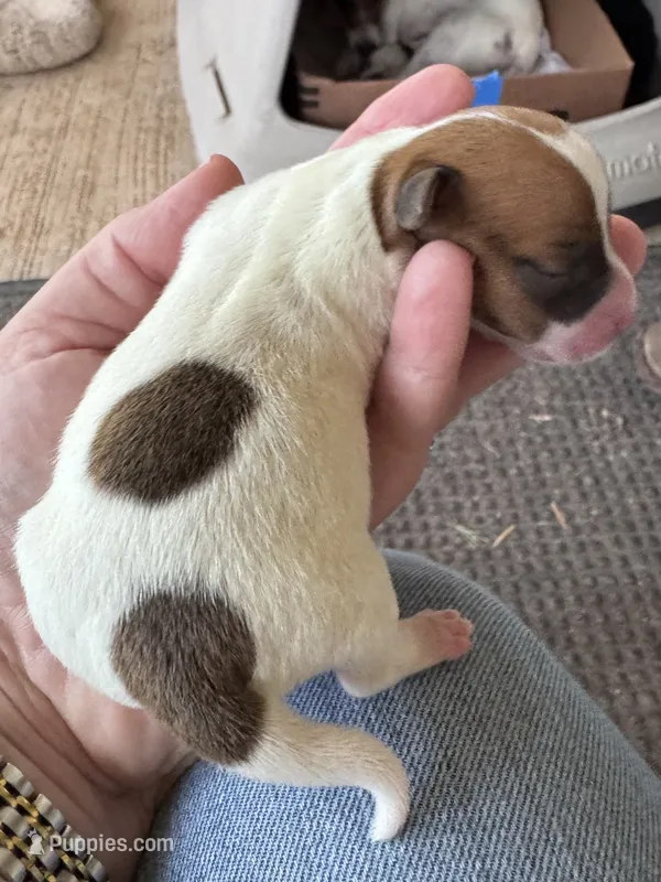 2Dot – Jack Russell Terrier puppy for sale in Kingsbury, TX