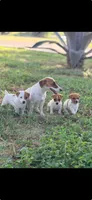 Dottie, a female Jack Russell Terrier for sale in Kingsbury, TX – 4 of 9