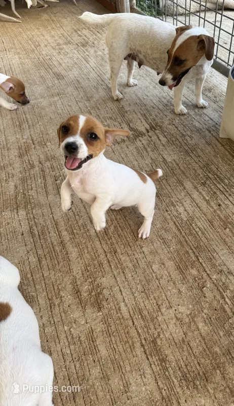 Dottie – Jack Russell Terrier puppy for sale in Kingsbury, TX