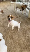 2Dot, a female Jack Russell Terrier for sale in Kingsbury, TX – 8 of 10