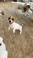 Lil’ Bitty, a female Jack Russell Terrier for sale in Kingsbury, TX – 4 of 9