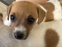 Lil’ Bit, a female Jack Russell Terrier for sale in Kingsbury, TX – 5 of 9