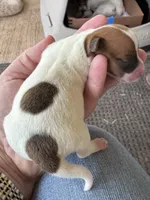 Dottie, a female Jack Russell Terrier for sale in Kingsbury, TX – 7 of 9