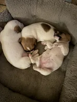 2Dot, a female Jack Russell Terrier for sale in Kingsbury, TX – 2 of 10