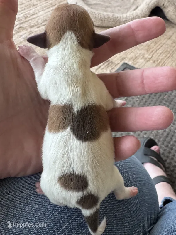 Lil’ Bit – Jack Russell Terrier puppy for sale in Kingsbury, TX
