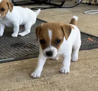 Lil’ Bitty, a female Jack Russell Terrier for sale in Kingsbury, TX – 5 of 9
