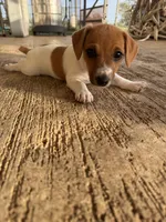 Tiny, a female Jack Russell Terrier for sale in Kingsbury, TX – 2 of 9