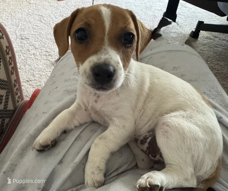 Lil’ Bitty – Jack Russell Terrier puppy for sale in Kingsbury, TX