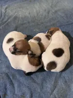Tiny, a female Jack Russell Terrier for sale in Kingsbury, TX – 3 of 9