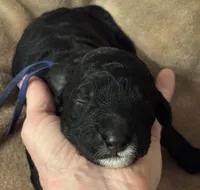 Big Blue, a male Golden Mountain Doodle for sale in Madison, OH – Photo 2 of 5