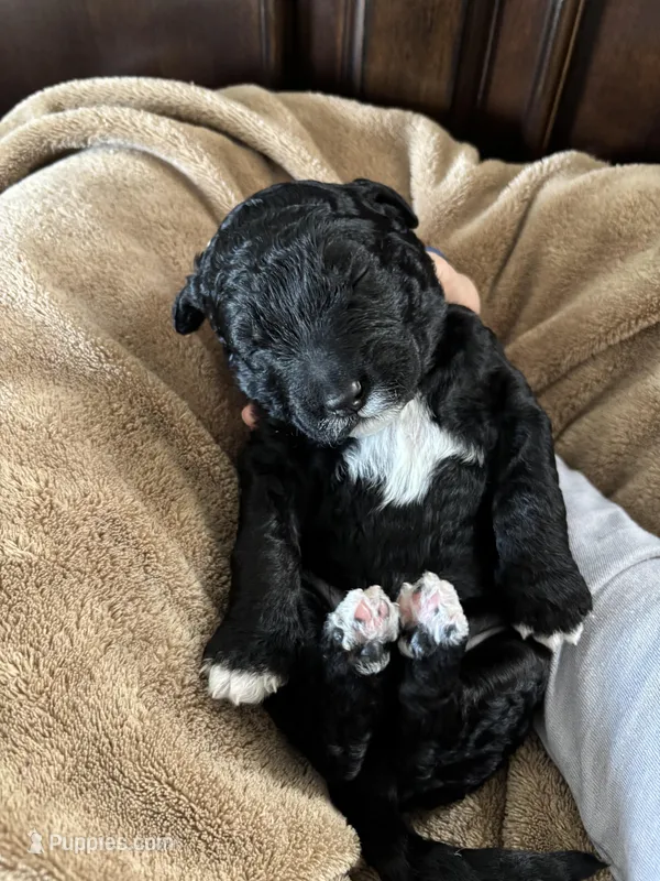 Big Blue – Golden Mountain Doodle puppy for sale in Madison, OH