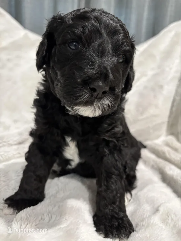 Big Blue - Standard Size – Golden Mountain Doodle puppy for sale in Madison, OH