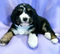 Big Blue, a male Golden Mountain Doodle for sale in Madison, OH – Photo 5 of 5