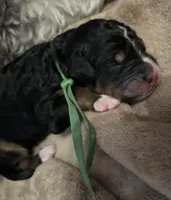 Punk - Standard Size, a male Golden Mountain Doodle for sale in Madison, OH – Photo 3 of 5