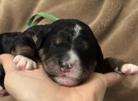 Punk - Standard Size, a male Golden Mountain Doodle for sale in Madison, OH – Photo 4 of 5