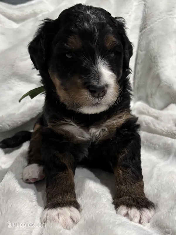 Punk - Standard Size – Golden Mountain Doodle puppy for sale in Madison, OH