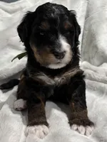 Punk - Standard Size, a male Golden Mountain Doodle for sale in Madison, OH – Photo 2 of 6