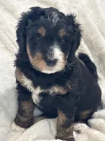 Punk - Standard Size, a male Golden Mountain Doodle for sale in Madison, OH – Photo 1 of 6