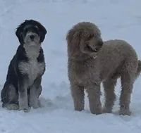 Punk - Standard Size, a male Golden Mountain Doodle for sale in Madison, OH – Photo 5 of 5